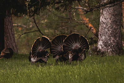 Back side of three wild turkeys on green grass field in autumn season in forest. 