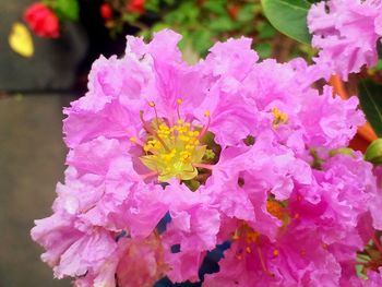 Close-up of pink flowers blooming outdoors