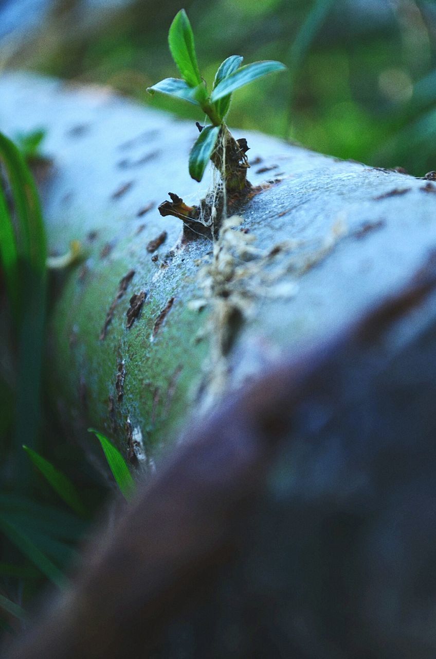 selective focus, focus on foreground, close-up, leaf, growth, plant, nature, green color, water, beauty in nature, tranquility, outdoors, day, wet, surface level, no people, sunlight, growing, fragility, green