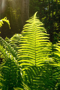 Close-up of fern leaves