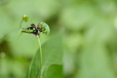 Close-up of insect on plant