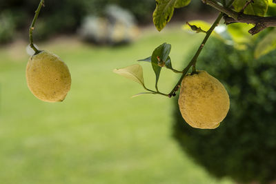 Close-up of fruits growing on tree