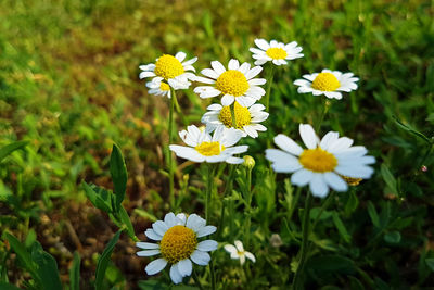 Close-up of white daisy flowers on field