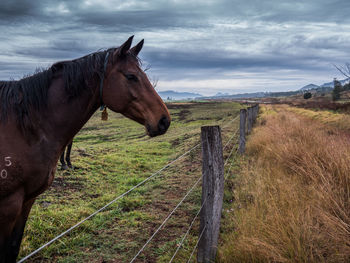 Horse on field against sky