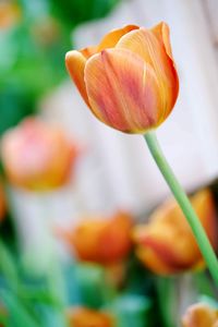 Close-up of orange tulip