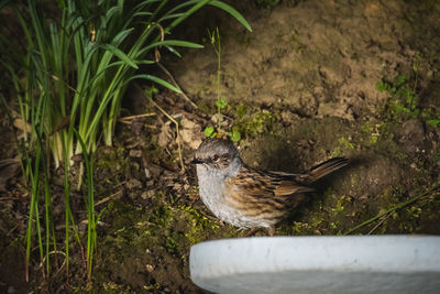 High angle view of a dunnock perching in our garden