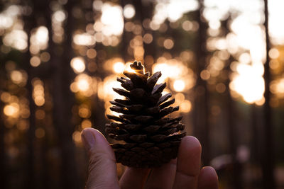 Close-up of pine cone