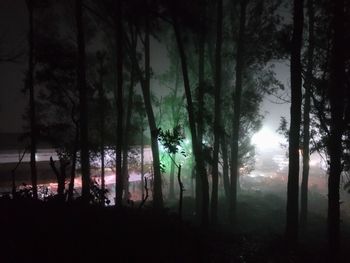 Trees in forest against sky