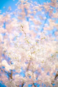 Low angle view of blooming tree against sky