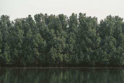 Scenic view of lake in forest against sky