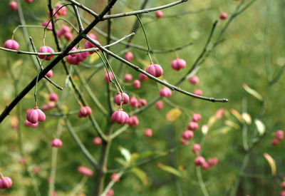 Close-up of red berries growing on tree