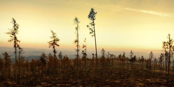 Plants on landscape against sky during sunset