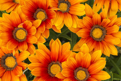 Full frame shot of orange flowers