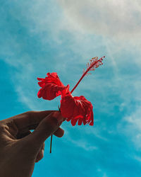 Close-up of hand holding red flower