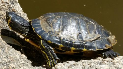 Close-up of turtle in water