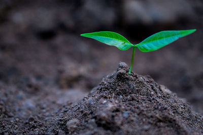 Close-up of small plant growing on rock