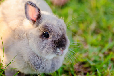 Close-up of rabbit on field