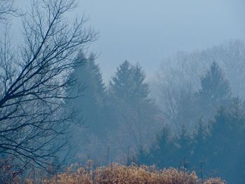 Trees against sky during foggy weather