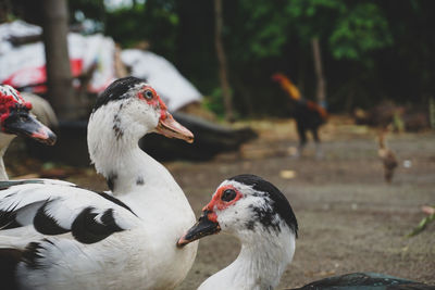 muscovy duck