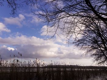 Scenic view of bare trees against sky