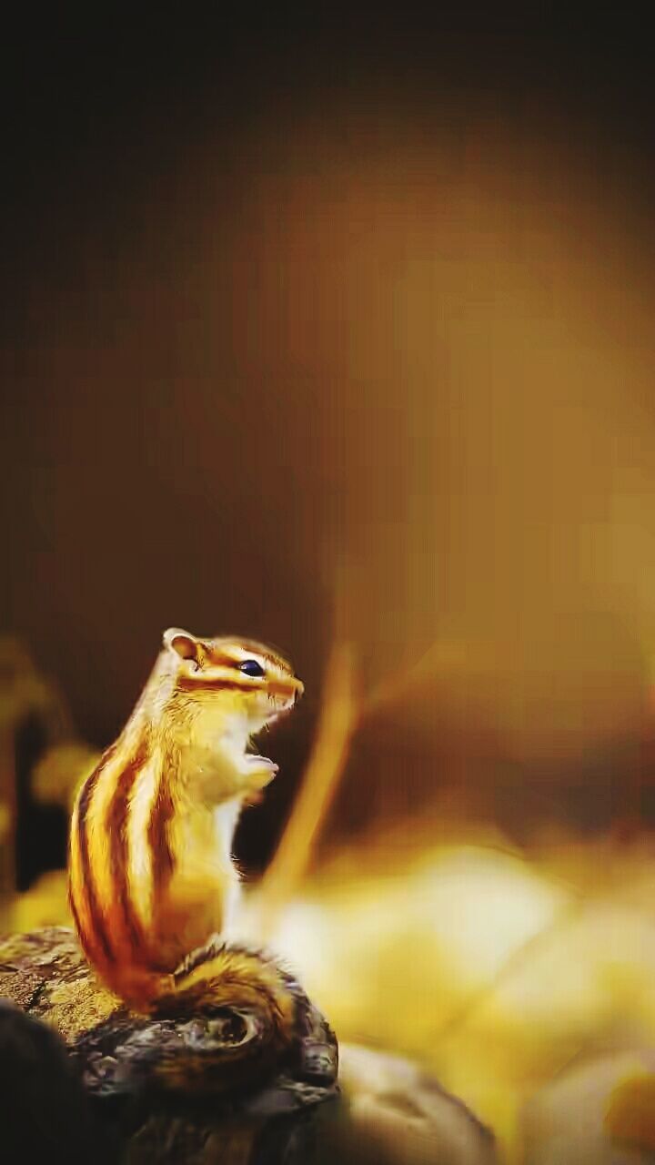 animal themes, animals in the wild, one animal, wildlife, focus on foreground, close-up, nature, zoology, selective focus, reptile, side view, outdoors, two animals, animal head, insect, no people, animal wildlife, animal body part, animal, day