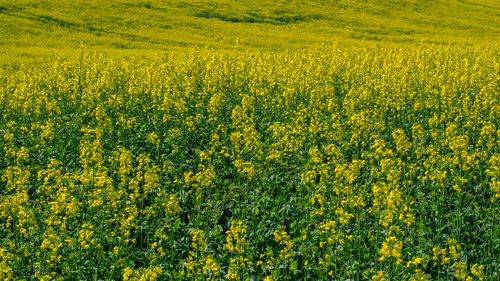 Yellow flowers in field