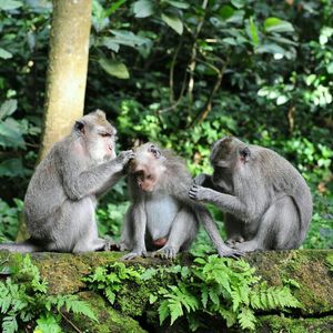 Three monkeys on wall