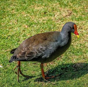 Birds on grassy field