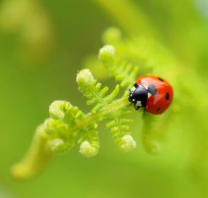 Close-up of ladybug on plant