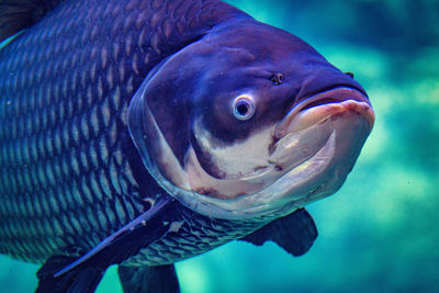 Close-up of fish swimming in sea