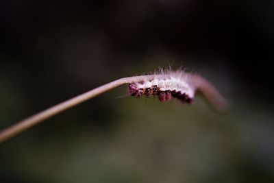 Close-up of tussock moth caterpillar  on plant