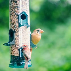 Close-up of bird perching on a feeder