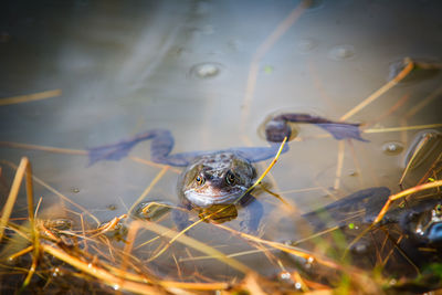 Close-up of frog in water