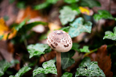Close-up of mushroom growing on land