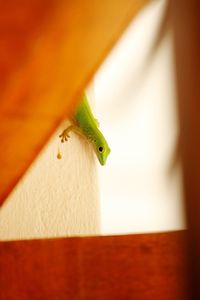 Close-up of reptile on wood