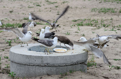 Wild seagulls pecking pilaf, carefully left by people. selective focus.