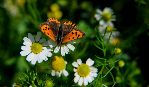 Butterfly pollinating on flower