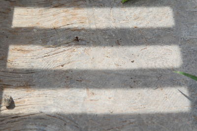 Close-up of leaf