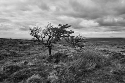 Tree on field against sky