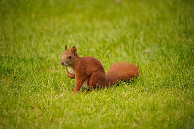 Squirrel on field