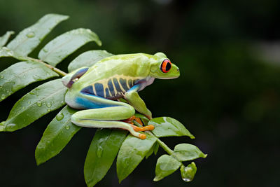 Close-up of frog on leaf