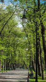 Trees in park