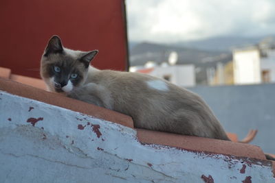 Cat on the roof