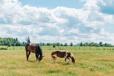 Horses in a field