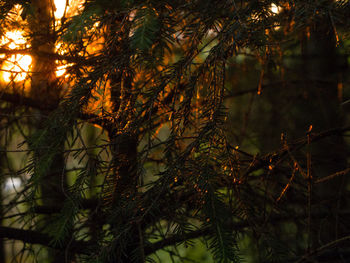 Low angle view of trees in forest