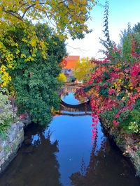 View of flowering plants by canal