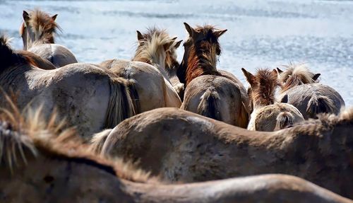 High angle view of horses by sea