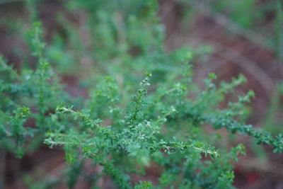 Close-up of raindrops on plant