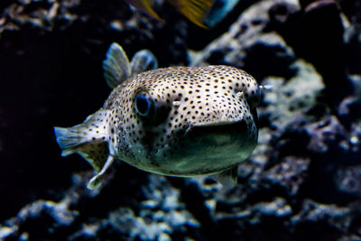 Close-up of fish swimming in aquarium