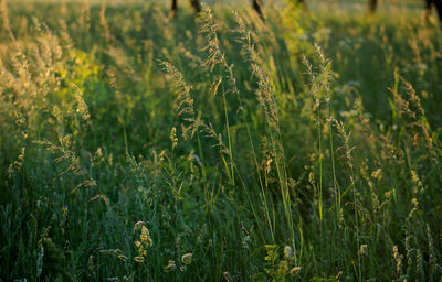 Close-up of wheat field